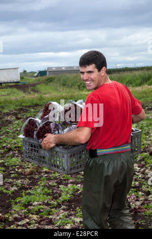 Tarleton, Preston, UK 17. Juni 2014.  Carlos Rodrigues Salat ernten. Portugiesischer Arbeitsmigranten Kommissionierung der zweiten (2.) Ernte von Salat für Markt, wie die anhaltende warme Wetter für eine gut wachsende Jahreszeit in diesem Bereich Gartenbau macht.   Salat-Verbrauch ist jetzt auf höchstem Niveau in der Geschichte des Essens und die Sommermonate, dass Nachfrage verrückt, geht was alle guten Nachrichten für die Regionen Salatschüssel, die West Lancashire Küstenebene zwischen Preston und Southport, wo kilometerlange reiche, schwarze Erde eine ideale Nährsubstrat bieten. Bildnachweis: Mar Photographics/Alamy Live-Nachrichten Stockfoto