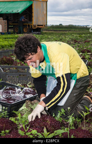 Tarleton, Preston, Lancashire, Großbritannien, 17. Juni 2014. Paulo Rodrigues (MR) Ernte Salat ernten. Portugiesischen Arbeitsmigranten Entnahme der zweiten (2.) Ernte von Kopfsalat für den Markt als das anhaltend warme Wetter für eine gute Saison in diesem Markt Gartenarbeit macht. Salat Verbrauch ist jetzt auf dem höchsten Niveau in der Geschichte des Essens und der Sommermonate mittleren Bedarfs spielt verrückt, das ist eine gute Nachricht für die Regionen Salatschüssel, die West Lancashire küstenebene zwischen Preston und Southport, wo Meilen reichen, schwarzen Boden eine ideale wachsendes Medium für saisonale Gemüse liefern Stockfoto