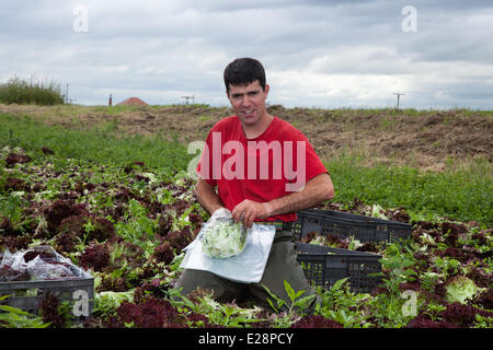 Tarleton, Preston, UK 17. Juni 2014. Carlos Rodrigues Salat ernten. Portugiesischer Arbeitsmigranten Kommissionierung der zweiten (2.) Ernte von Salat für Markt, wie die anhaltende warme Wetter für eine gut wachsende Jahreszeit in diesem Bereich Gartenbau macht.   Salat-Verbrauch ist jetzt auf höchstem Niveau in der Geschichte des Essens und die Sommermonate, dass Nachfrage verrückt, geht was alle guten Nachrichten für die Regionen Salatschüssel, die West Lancashire Küstenebene zwischen Preston und Southport, wo kilometerlange reiche, schwarze Erde eine ideale Nährsubstrat bieten. Bildnachweis: Mar Photographics/Alamy Live-Nachrichten Stockfoto