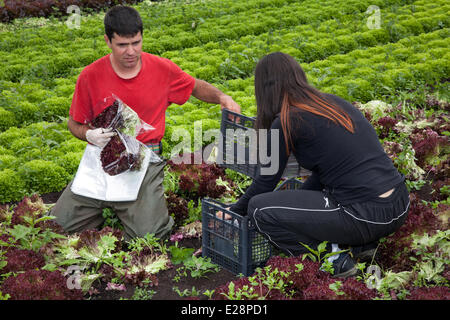 Tarleton, Preston, UK 17. Juni 2014.  Suzanna & Carlos Salat ernten. Portugiesischer Arbeitsmigranten Kommissionierung der zweiten (2.) Ernte von Salat für Markt, wie die anhaltende warme Wetter für eine gut wachsende Jahreszeit in diesem Bereich Gartenbau macht.   Salat-Verbrauch ist jetzt auf höchstem Niveau in der Geschichte des Essens und die Sommermonate, dass Nachfrage verrückt, geht was alle guten Nachrichten für die Regionen Salatschüssel, die West Lancashire Küstenebene zwischen Preston und Southport, wo kilometerlange reiche, schwarze Erde eine ideale Nährsubstrat bieten. Bildnachweis: Mar Photographics/Alamy Live-Nachrichten Stockfoto