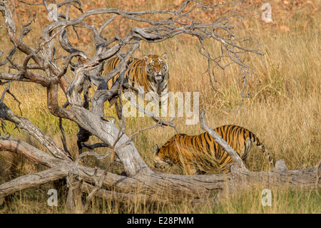 Zwei Tiger in Bandhavgarh National Park Madhya Pradesh Indien Asien Stockfoto