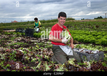Tarleton, Preston, UK 17. Juni 2014. Carlos Rodrigues Salat ernten. Portugiesischer Arbeitsmigranten Kommissionierung der zweiten (2.) Ernte von Salat für Markt, wie die anhaltende warme Wetter für eine gut wachsende Jahreszeit in diesem Bereich Gartenbau macht.   Salat-Verbrauch ist jetzt auf höchstem Niveau in der Geschichte des Essens und die Sommermonate, dass Nachfrage verrückt, geht was alle guten Nachrichten für die Regionen Salatschüssel, die West Lancashire Küstenebene zwischen Preston und Southport, wo kilometerlange reiche, schwarze Erde eine ideale Nährsubstrat bieten. Bildnachweis: Mar Photographics/Alamy Live-Nachrichten Stockfoto