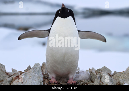Adelie Penguin Stand in der Nähe des Nestes Frühlingstag Stockfoto