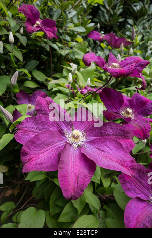 Blüten von Clematis Jackmanii Stockfoto