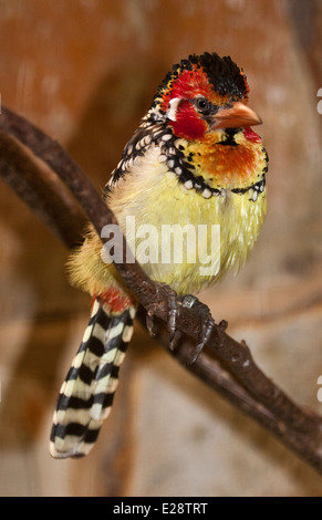 Rote und gelbe Barbet (Trachyphonus Erythrocephalus) Stockfoto