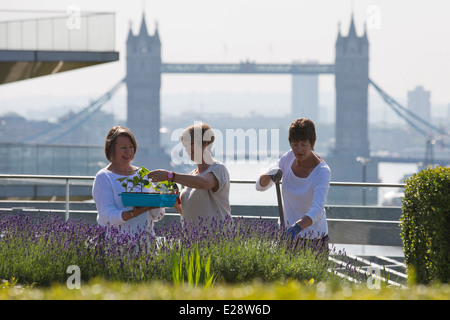 Die Dachgärten von Nomuras Londoner Büros zugänglich für die Öffentlichkeit, zum ersten Mal im Rahmen des öffnen Garten Quadrate Wochenende 2014 Stockfoto