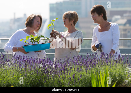 Die Dachgärten von Nomuras Londoner Büros zugänglich für die Öffentlichkeit, zum ersten Mal im Rahmen des öffnen Garten Quadrate Wochenende 2014 Stockfoto