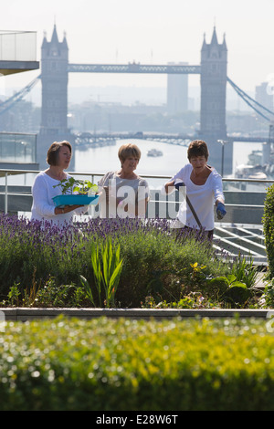 Die Dachgärten von Nomuras Londoner Büros zugänglich für die Öffentlichkeit, zum ersten Mal im Rahmen des öffnen Garten Quadrate Wochenende 2014 Stockfoto