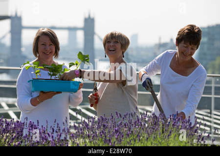 Die Dachgärten von Nomuras Londoner Büros zugänglich für die Öffentlichkeit, zum ersten Mal im Rahmen des öffnen Garten Quadrate Wochenende 2014 Stockfoto