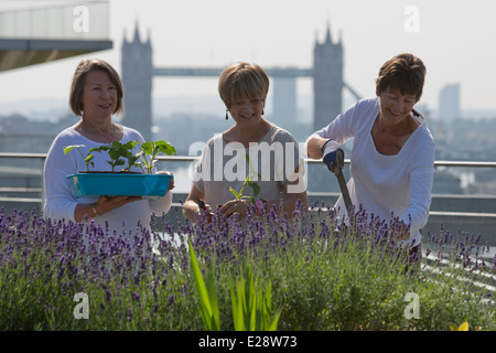 Die Dachgärten von Nomuras Londoner Büros zugänglich für die Öffentlichkeit, zum ersten Mal im Rahmen des öffnen Garten Quadrate Wochenende 2014 Stockfoto