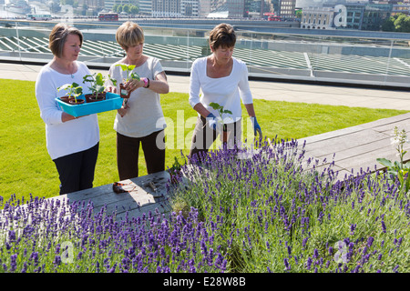 Die Dachgärten von Nomuras Londoner Büros zugänglich für die Öffentlichkeit, zum ersten Mal im Rahmen des öffnen Garten Quadrate Wochenende 2014 Stockfoto