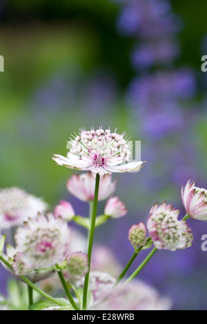 Astrantia große. Meisterwurz Blumen. Stockfoto