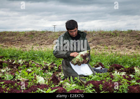Tarleton, Preston, UK 17. Juni 2014.  Salat ernten. Portugiesischer Arbeitsmigranten Kommissionierung der zweiten (2.) Ernte von Salat für Markt, wie die anhaltende warme Wetter für eine gut wachsende Jahreszeit in diesem Bereich Gartenbau macht.   Salat-Verbrauch ist jetzt auf höchstem Niveau in der Geschichte des Essens und die Sommermonate, dass Nachfrage verrückt, geht was alle guten Nachrichten für die Regionen Salatschüssel, die West Lancashire Küstenebene zwischen Preston und Southport, wo kilometerlange reiche, schwarze Erde eine ideale Nährsubstrat bieten. Bildnachweis: Mar Photographics/Alamy Live-Nachrichten Stockfoto