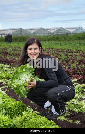 Tarleton, Preston, UK 17. Juni 2014.  Suzanna Viera Camacho Salat ernten. Portugiesischer Arbeitsmigranten Kommissionierung der zweiten (2.) Ernte von Salat für Markt, wie die anhaltende warme Wetter für eine gut wachsende Jahreszeit in diesem Bereich Gartenbau macht.   Salat-Verbrauch ist jetzt auf höchstem Niveau in der Geschichte des Essens und die Sommermonate, dass Nachfrage verrückt, geht was alle guten Nachrichten für die Regionen Salatschüssel, die West Lancashire Küstenebene zwischen Preston und Southport, wo kilometerlange reiche, schwarze Erde eine ideale Nährsubstrat bieten. Bildnachweis: Mar Photographics/Alamy Live Ne Stockfoto