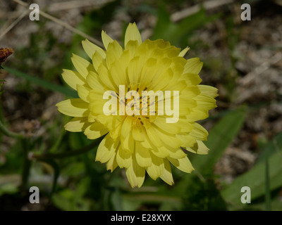 Texas-Löwenzahn Stockfoto