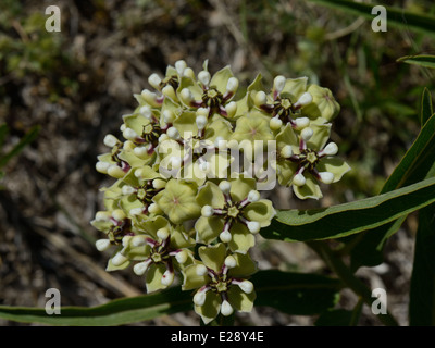 Monarch-Wirtspflanze Stockfoto