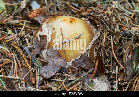 Eine Hexe Ei, eine unreife gemeinsame Stinkmorchel (Phallus Impudicus), aus dem Boden Stockfoto