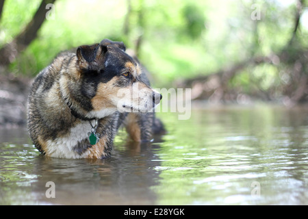 eine schöne, große Schäferhund Border Collie Mix Rasse Hund schwimmt im Fluss im Wald an einem Sommertag. Stockfoto