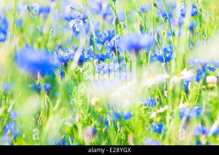 Kornblumen auf der Wiese im Frühling Stockfoto