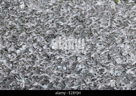 Knoten (Calidris Canutus) strömen, nicht-Zucht Gefieder, während des Fluges, bei Flut Roost, Snettisham, Norfolk, England, November Stockfoto