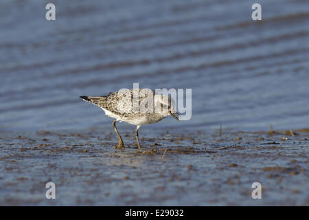 Grey Plover (Pluvialis Squatarola) Erwachsenen, nicht-Zucht Gefieder, Fütterung auf Wattenmeer, Norfolk, England, Februar Stockfoto