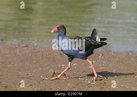 Lila Swamphen (Porhyrio Porphyrio Melanotus) Erwachsenen, zu Fuß auf Wattwanderungen, Hasties Sumpf N.P., Oktober Atherton Tableland, Great Dividing Range, Queensland, Australien Stockfoto