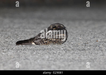 Erwachsenes Weibchen grau Ziegenmelker (Caprimulgus Indicus), ruht auf befestigen Fahrbahn nachts, Hong Kong, China, Dezember Stockfoto