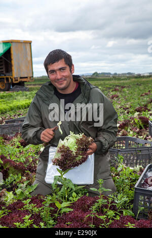 Tarleton, Preston, Großbritannien, 17. Juni 2014. Herr Normunds Schnarchen Ernte Salat ernten. Portugiesischen Arbeitsmigranten Entnahme der zweiten (2.) Ernte von Kopfsalat für den Markt als das anhaltend warme Wetter für eine gute Saison in diesem Markt Gartenarbeit macht. Salat Verbrauch ist jetzt auf dem höchsten Niveau in der Geschichte des Essens und der Sommermonate mittleren Bedarfs spielt verrückt, das ist eine gute Nachricht für die Regionen Salatschüssel, die West Lancashire küstenebene zwischen Preston und Southport, wo Meilen reichen, schwarzen Boden eine ideale wachsende Mittel zur Verfügung stellen. Stockfoto