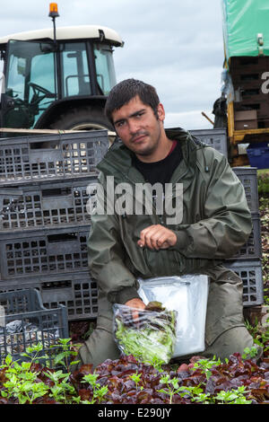 Tarleton, Preston, UK 17. Juni 2014. Herr Normunds Schnarchen Salat ernten. Portugiesischer Arbeitsmigranten Kommissionierung der zweiten (2.) Ernte von Salat für Markt, wie die anhaltende warme Wetter für eine gut wachsende Jahreszeit in diesem Bereich Gartenbau macht.   Salat-Verbrauch ist jetzt auf höchstem Niveau in der Geschichte des Essens und die Sommermonate, dass Nachfrage verrückt, geht was alle guten Nachrichten für die Regionen Salatschüssel, die West Lancashire Küstenebene zwischen Preston und Southport, wo kilometerlange reiche, schwarze Erde eine ideale Nährsubstrat bieten. Bildnachweis: Mar Photographics/Alamy Live-Nachrichten Stockfoto