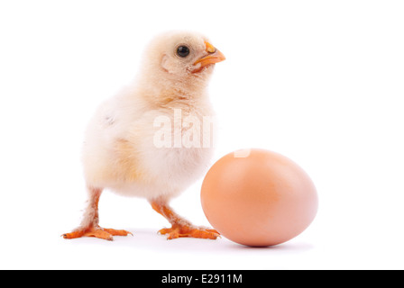 Huhn und Ei. Stockfoto