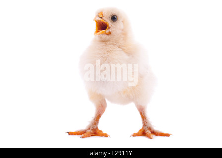 Huhn auf einem weißen Hintergrund. Stockfoto