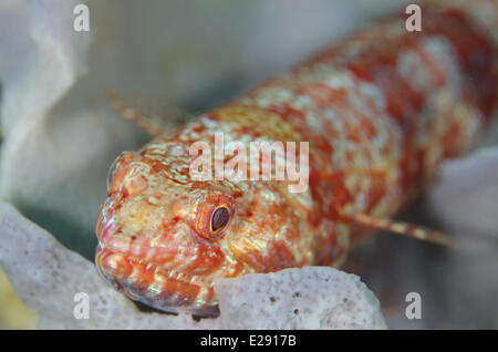 Varigated Eidechsenfische (Synodus Variegatus) Erwachsenen, ruht auf Korallen, Horseshoe Bay, Nusa Kode, Insel Rinca, Komodo N.P., kleinen Sunda-Inseln, Indonesien, März Stockfoto