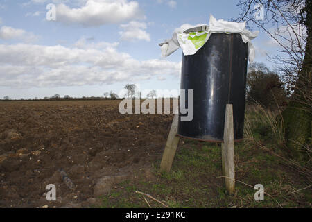 Fasanenartige Feeder in Hecke am Rand des urbaren Ackerland, Mendlesham, Suffolk, England, Februar Stockfoto