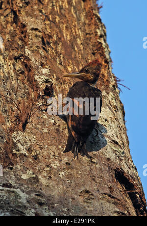 Orange-backed Woodpecker (Reinwardtipicus Validus Xanthopygius) Juvenile, klammerte sich an Baumstamm, Taman Negara N.P. Titiwangsa Stockfoto