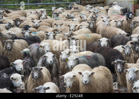 Inländische Schafe, Herdwick und Herdwick Kreuz, Herde, stehen im Hof, Seascale, Cumbria, England, März Stockfoto