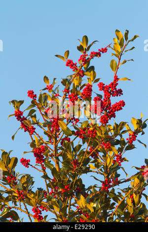 Frankreich, Haut Rhin, Holly oder Stechpalme (Ilex Aquifolium), weiblicher Baum mit roten Früchten Stockfoto