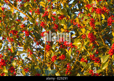 Frankreich, Haut Rhin, Holly oder Stechpalme (Ilex Aquifolium), weiblicher Baum mit roten Früchten Stockfoto