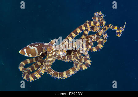 Wonderpus Octopus (Wunderpus Photogenicus) Erwachsenen, Nautiliden, Lembeh Straße, Sulawesi, Sunda-Inseln, Indonesien, Februar Stockfoto