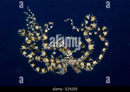 Wonderpus Octopus (Wunderpus Photogenicus) Erwachsenen, Nautiliden, Lembeh Straße, Sulawesi, Sunda-Inseln, Indonesien, Februar Stockfoto