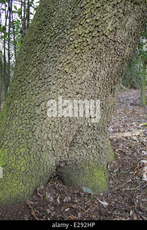 Steineiche (Quercus Ilex) eingeführten Arten, Nahaufnahme der Stamm wächst in Wäldern, Pfarrhaus Plantage, Mendlesham, Suffolk, England, März Stockfoto