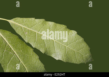 Steineiche (Quercus Ilex) eingeführten Arten, Nahaufnahme der Unterseite, Suffolk, England, Februar Stockfoto