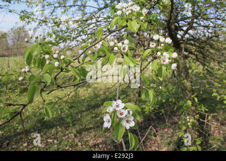 Wildbirne (Pyrus Pyraster), blühender Baum im Frühling. Deutschland