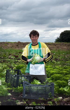 Tarleton, Preston, Lancashire, Großbritannien, 17. Juni 2014. Paulo Rodrigues (MR) Ernte Salat ernten. Portugiesischen Arbeitsmigranten Entnahme der zweiten (2.) Ernte von Kopfsalat für den Markt als das anhaltend warme Wetter für eine gute Saison in diesem Markt Gartenarbeit macht. Salat Verbrauch ist jetzt auf dem höchsten Niveau in der Geschichte des Essens und der Sommermonate mittleren Bedarfs spielt verrückt, das ist eine gute Nachricht für die Regionen Salatschüssel, die West Lancashire küstenebene zwischen Preston und Southport, wo Meilen reichen, schwarzen Boden eine ideale wachsendes Medium für saisonale Gemüse liefern Stockfoto