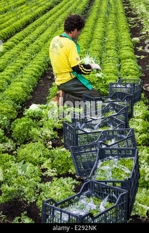 Tarleton, Preston, Lancashire, Großbritannien, 17. Juni 2014. Paulo Rodrigues (MR) Ernte Salat ernten. Portugiesischen Arbeitsmigranten Entnahme der zweiten (2.) Ernte von Kopfsalat für den Markt als das anhaltend warme Wetter für eine gute Saison in diesem Markt Gartenarbeit macht. Salat Verbrauch ist jetzt auf dem höchsten Niveau in der Geschichte des Essens und der Sommermonate mittleren Bedarfs spielt verrückt, das ist eine gute Nachricht für die Regionen Salatschüssel, die West Lancashire küstenebene zwischen Preston und Southport, wo Meilen reichen, schwarzen Boden eine ideale wachsendes Medium für saisonale Gemüse liefern Stockfoto