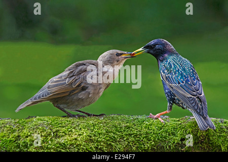 Gemeinsamen Starling thront auf Zweig Jungen füttert Stockfoto