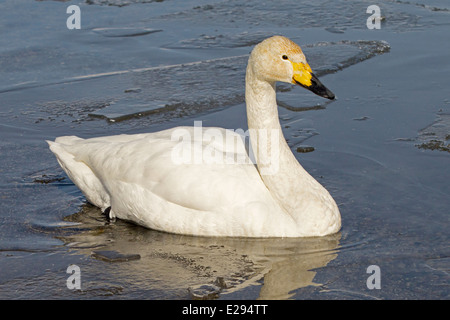 Juvenile Singschwan im zugefrorenen See schwimmen Stockfoto