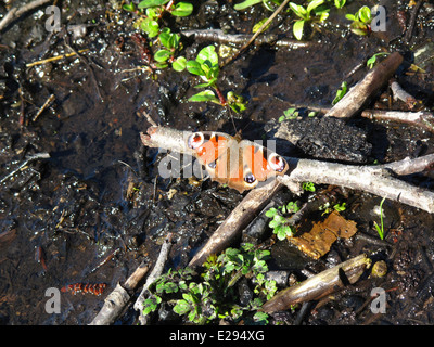 Peacock Aglais Inachis Io Schmetterling auf Zweig im Sumpf Stockfoto
