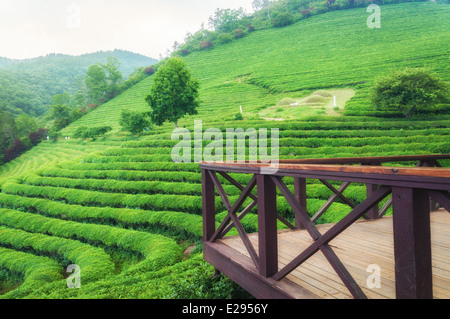 Die Boseong Tee Felder in Südkorea. Stockfoto