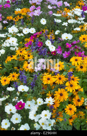 Gemischten Blumen. Vail, Colorado Stockfoto