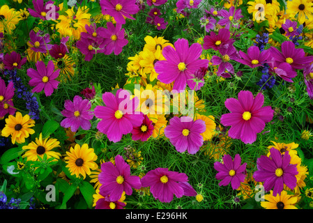 Gemischten Blumen. Vail, Colorado Stockfoto